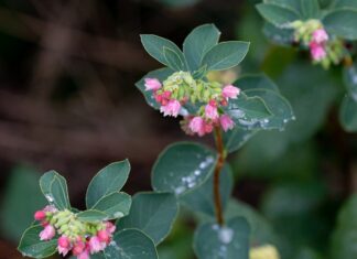 Co do rozpuszczenia woskowiny?